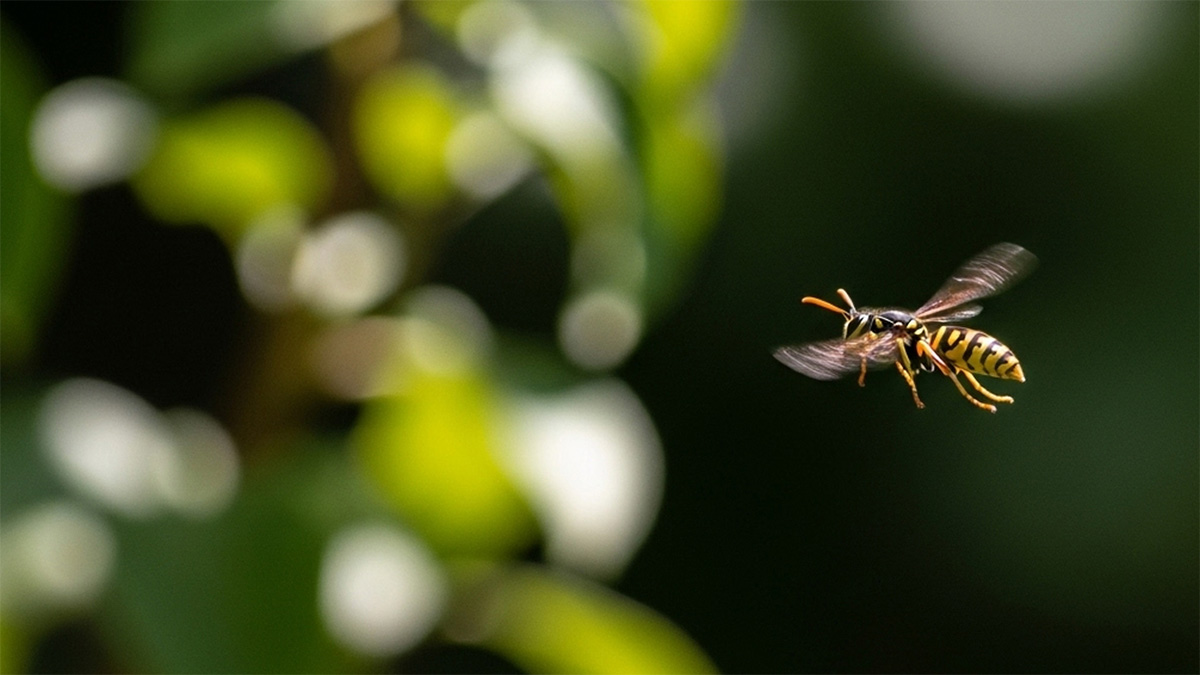 মাদারীপুরে ভিমরুলের কামড়ে নিভে গেলো শিশুর জীবন
