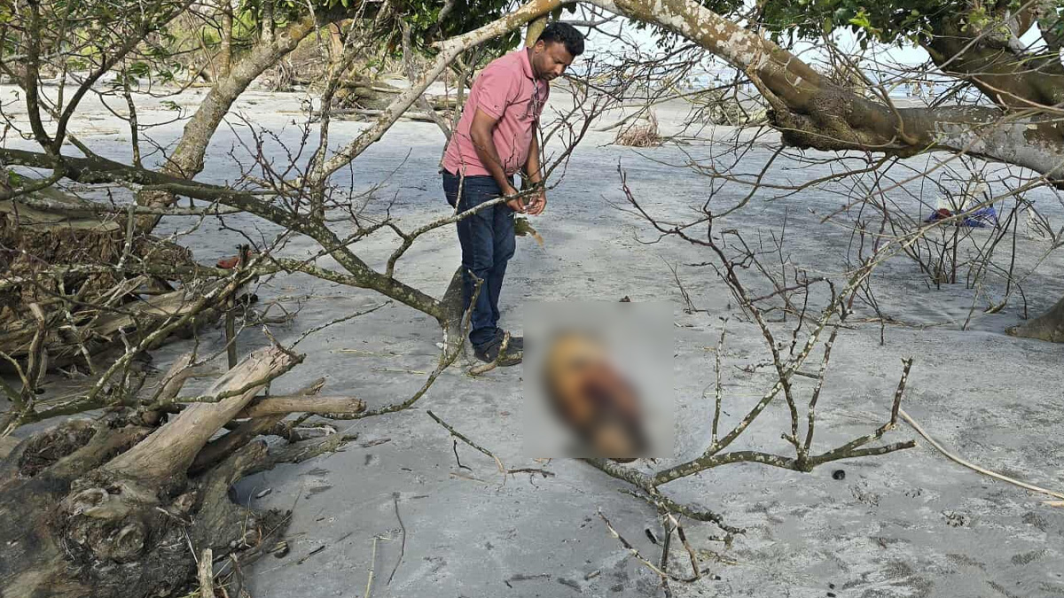 কুয়াকাটা সৈকতে ভেসে এলো ১০ ফুট লম্বা মৃত ডলফিন