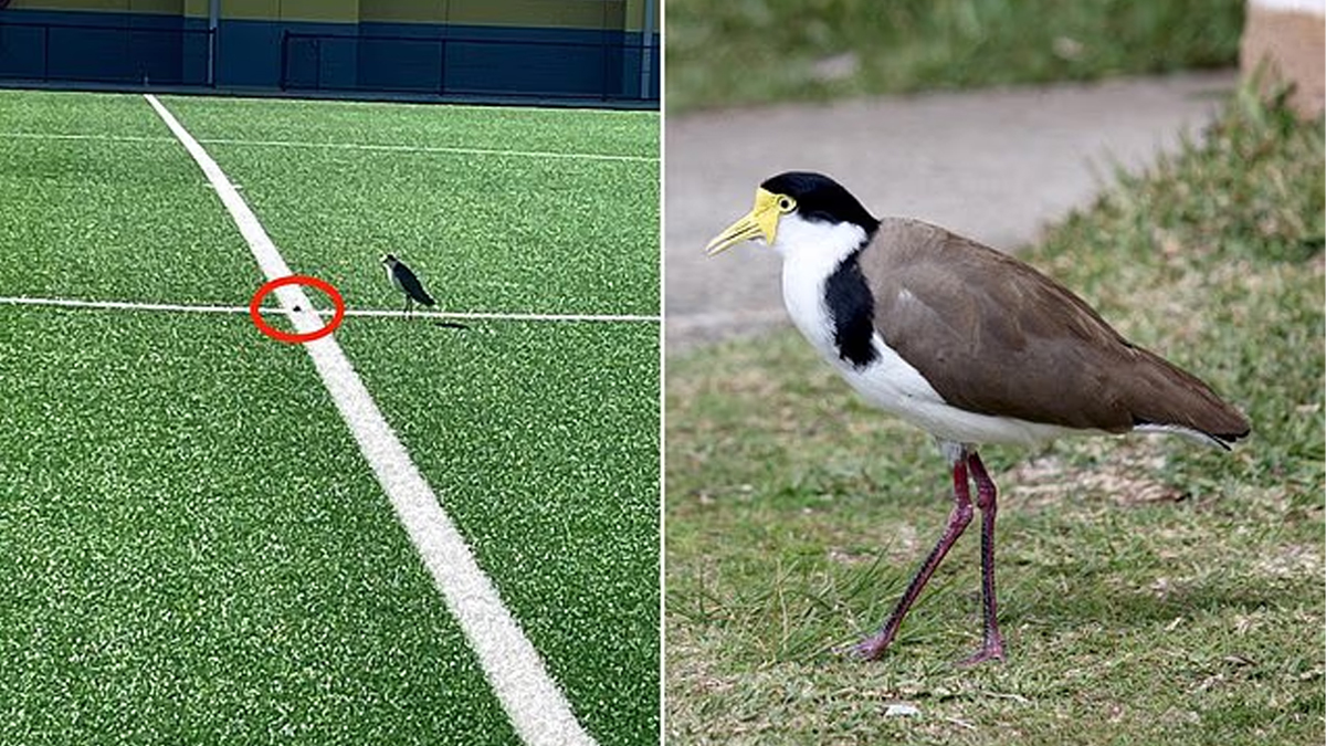 খেলার মাঠে ডিম পেড়েছে প্লোভার পাখি, ১ মাসের জন্য খেলা নিষিদ্ধ করলো অস্ট্রেলিয়া