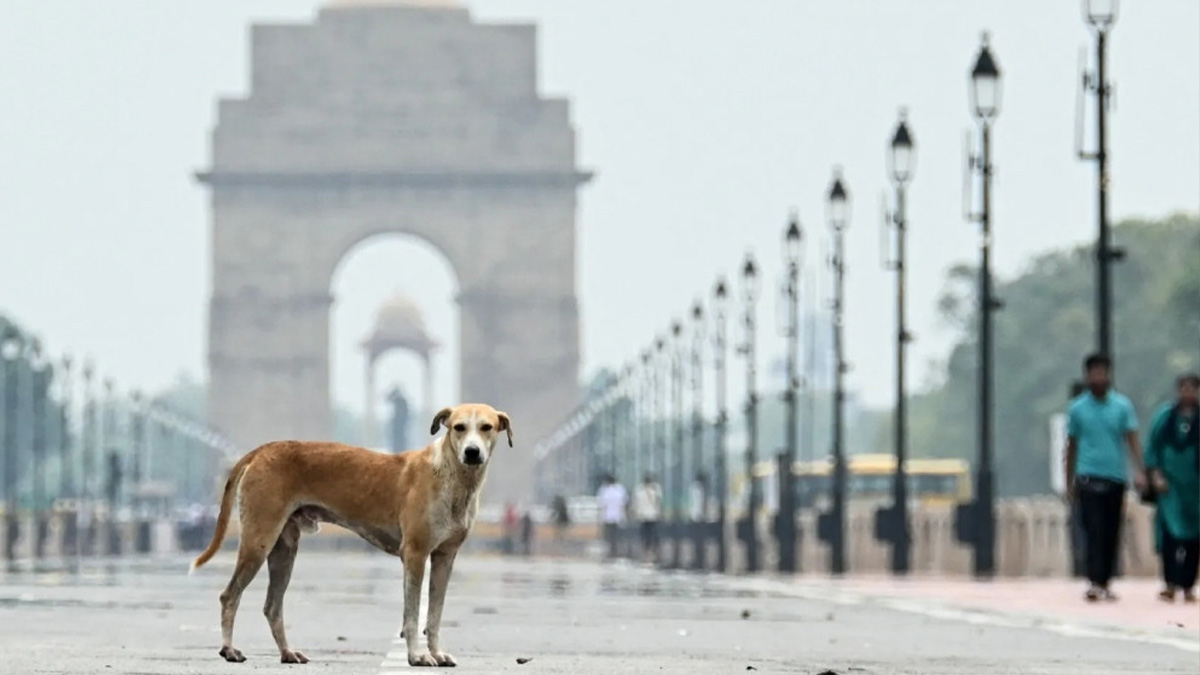 ভারতে কামড়ের অপরাধে কুকুরকে দেয়া হবে যাবজ্জীবন কারাদণ্ড!