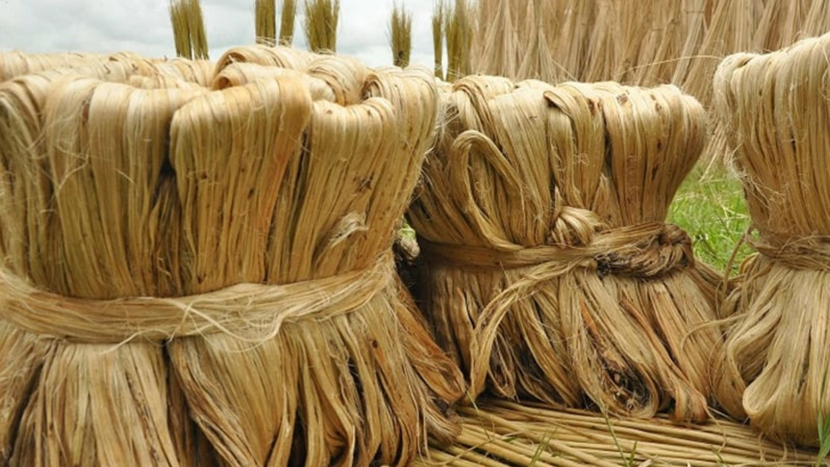 কাঁচা পাট রফতানি করতে লাগবে অনুমতি