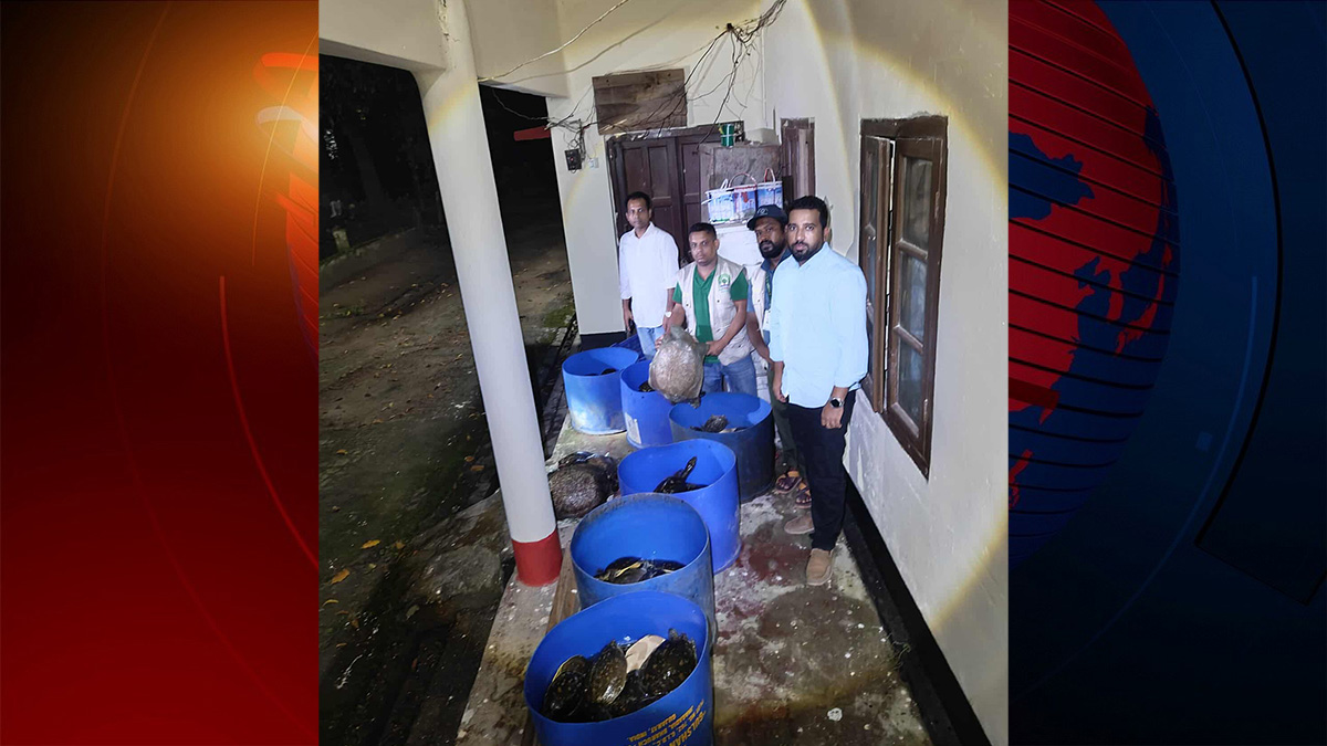 নোয়াখালীতে ৪২৫টি কচ্ছপ উদ্ধার
